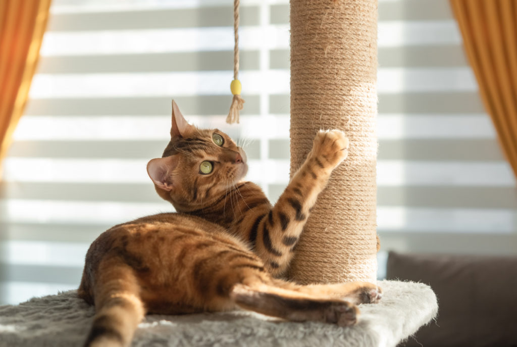 bengal cat plays with scratching post living room 1024x687 - Budeme mať mačku: Aké vybavenie budeme potrebovať?
