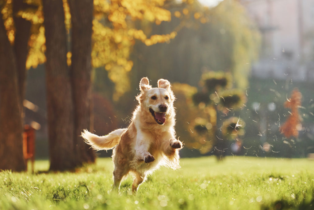photo motion running beautiful golden retriever dog have walk outdoors park 1024x683 - Výber najlepšieho krmiva pre starších psov - príručka pre opatrovateľov